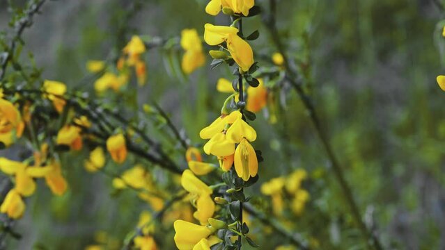 Yellow Petals of Blooming Cytisus Scoparius Flowers