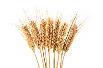 Fototapeta premium bunch of ripe golden wheat ears isolated on white background.