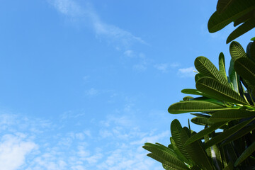 beautiful blue sky and white cloud with frangipani leaf tree in springtime, natural background