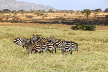 zebras in the serengeti