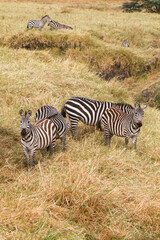 Obraz premium zebras in the serengeti