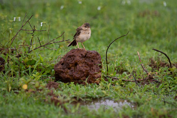Jerdon's bush lark (Mirafra affinis) or Jerdon's lark is a species of lark in the family Alaudidae found in south Asia