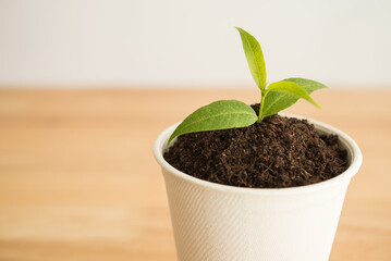 Seedling is growing in eco-friendly disposable cup made of fiber of bagasse and bamboo on table with white wall background. Save the earth, waste reduction, BCG economy (Bio, Circular, Green) concept.