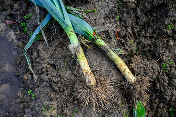 Harvested leek in a muddy field