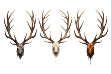 Triptych of Transformative Deer Portraits on a White or Clear Surface PNG Transparent Background.