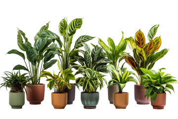 Obraz premium Symphony of Potted Greenery on a White or Clear Surface PNG Transparent Background.