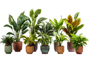 Symphony of Potted Greenery on a White or Clear Surface PNG Transparent Background.