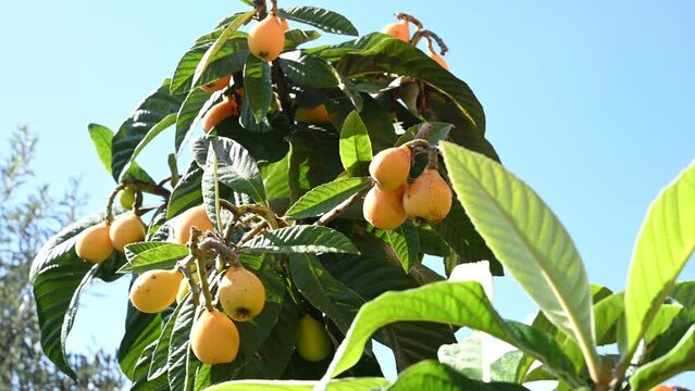 Ripe loquat fruits on a tree. Bunch of medlars