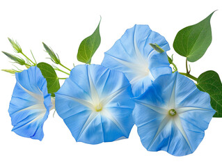 blue flowers isolated on white