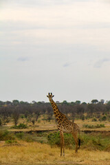 giraffe in the savannah