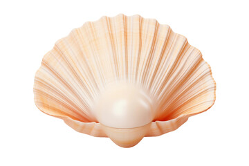 Fototapeta premium Ethereal Seashell Elegance on a White or Clear Surface PNG Transparent Background.