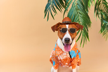 handsome Dog Jack Russell Terrier in a Hawaiian shirt