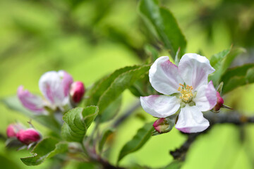 Apple flowers over natural green background