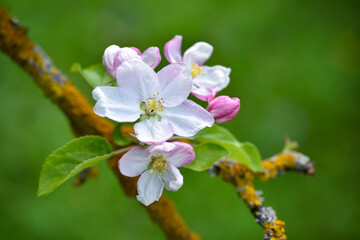 Obraz premium Apple flowers over natural green background