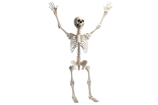 The Bones of Freedom on a White or Clear Surface PNG Transparent Background.