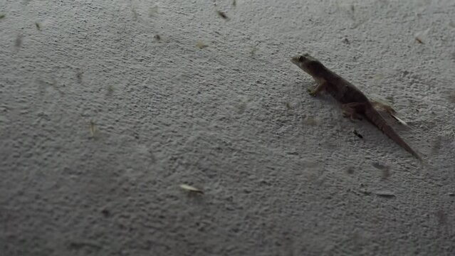 A lizard is eating insects on a cement wall.
