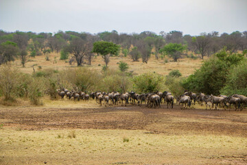 herd of wildebeest, great migrations in serengeti national park 