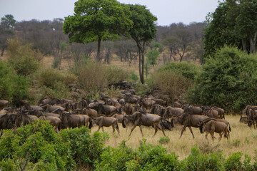 herd of wildebeest, great migrations in serengeti national park 