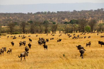 herd of wildebeest, great migrations in serengeti national park 