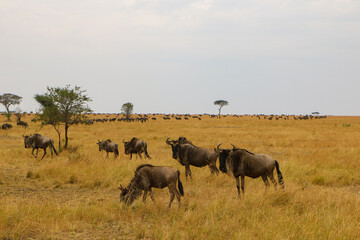 herd of wildebeest, great migrations in serengeti national park 