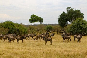 herd of wildebeest, great migrations in serengeti national park 