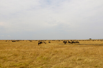 herd of wildebeest, great migrations in serengeti national park 