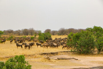 herd of wildebeest, great migrations in serengeti national park 