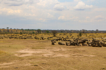 herd of wildebeest, great migrations in serengeti national park 