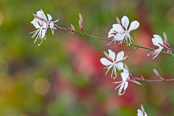  Gaura lindheimeri-Karalee - White flower