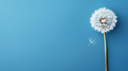 A single dandelion on a solid blue background, with ample blank space for text