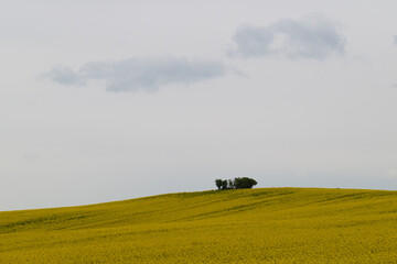 Naklejka premium Rapsfelder in Blüte