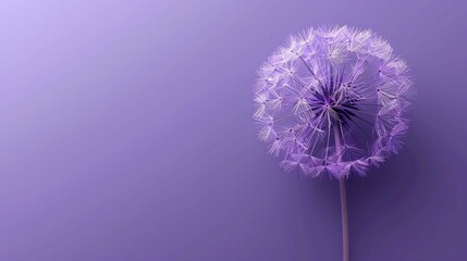 Elegant dandelion on a solid purple background, designed with blank text space