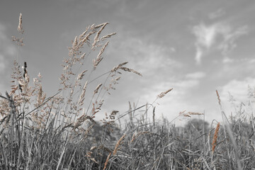 Fine dry grasses in closeup countryside sunset mood