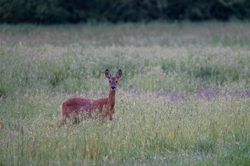 Schmalreh in der Wiese