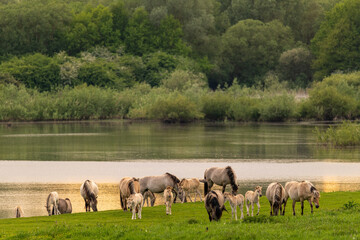 Wildpferde- Liebenthaler Wildlinge