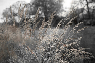 Fine dry grasses in closeup countryside sunset mood