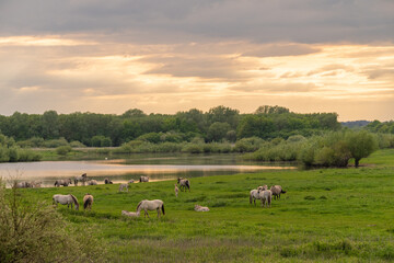 Wildpferde- Liebenthaler Wildlinge