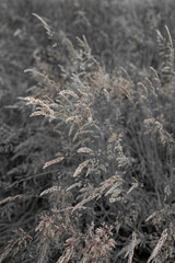 Fine dry grasses in closeup countryside sunset mood