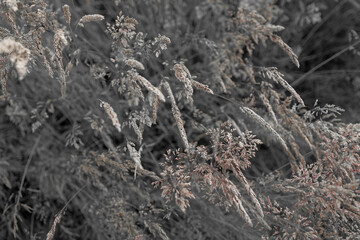 Fine dry grasses in closeup countryside sunset mood