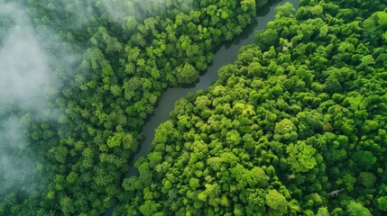 Aerial view of a lush, green forest and curving river enveloped in mist, presenting a serene and untouched natural landscape.