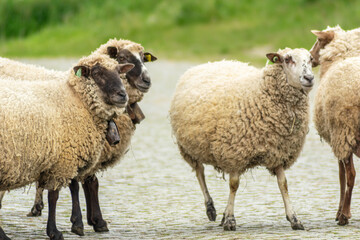 four sheep lying quietly and calmly on a rural cobblestone road
