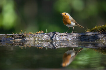 Bird Robin Erithacus rubecula, small bird in forest puddle, spring time in Poland Europe