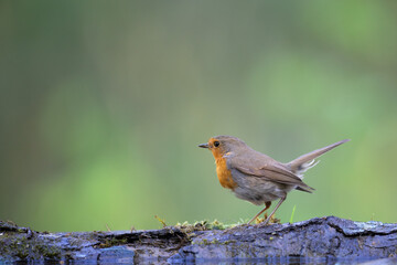 Bird Robin Erithacus rubecula, small bird in forest puddle, spring time in Poland Europe