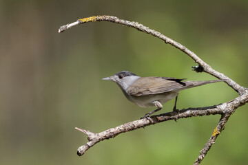 Obraz premium Bird - male Blackcap Sylvia atricapilla spring time, Poland Europe