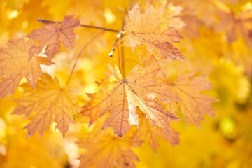 Yellow leaves on a tree. Yellow maple leaves on a blurred background. Golden leaves in autumn park. Sunny autumn day. High quality photo