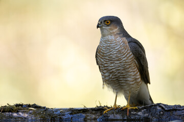 Birds of prey male Sparrowhawk Accipiter nisus, hunting time bird sitting on forrest pond and...