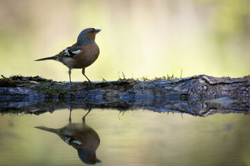 Bird male chaffinch Fringilla coelebs perching on forest puddle, spring time