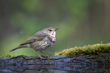 Bird - Song Trush Turdus philomelos in the forrest waterhole amazing warm light sunset sundown
