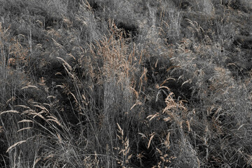 Fine dry grasses in closeup countryside sunset mood