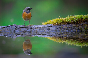 Bird Redstart Phoenicurus phoenicurus small bird on green background spring time bird drinking...